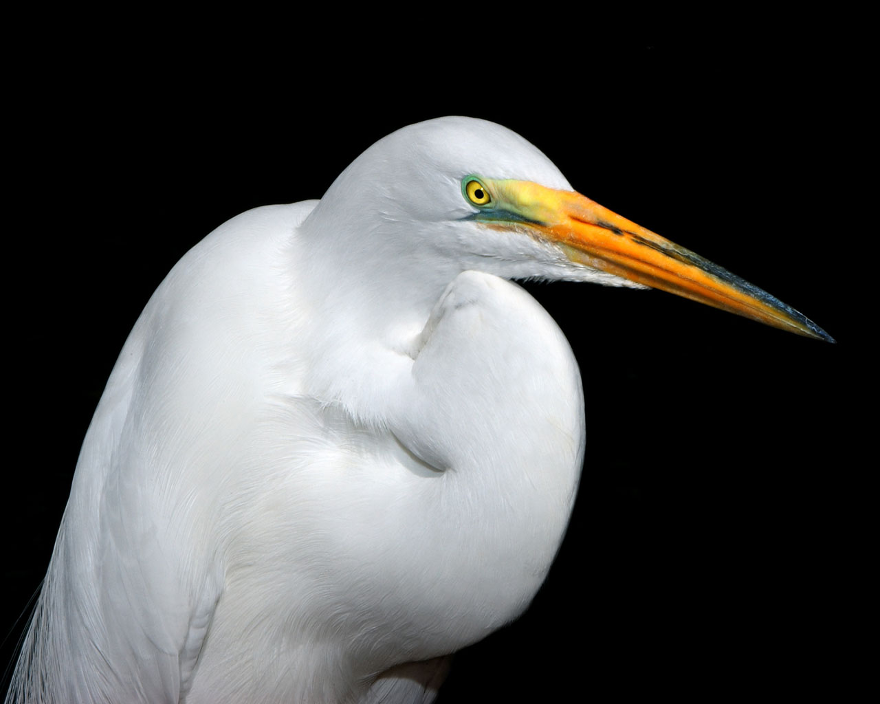 00712 whiteheron