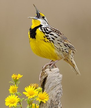 Eastern meadowlark by alan murphy 16823450