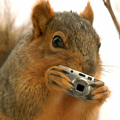 Squirrel shoots back