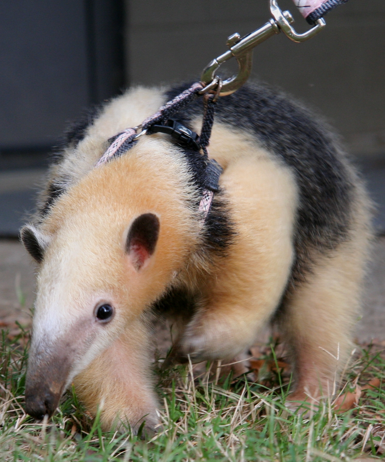 Tamandua walkies